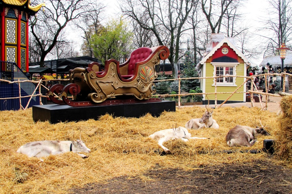 Nissens reinsdyr lader opp til julaften.